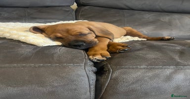 Mixed Breed dogs - Advert 15