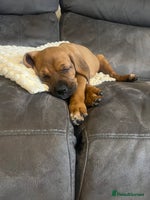 Mixed Breed dogs - Advert 15