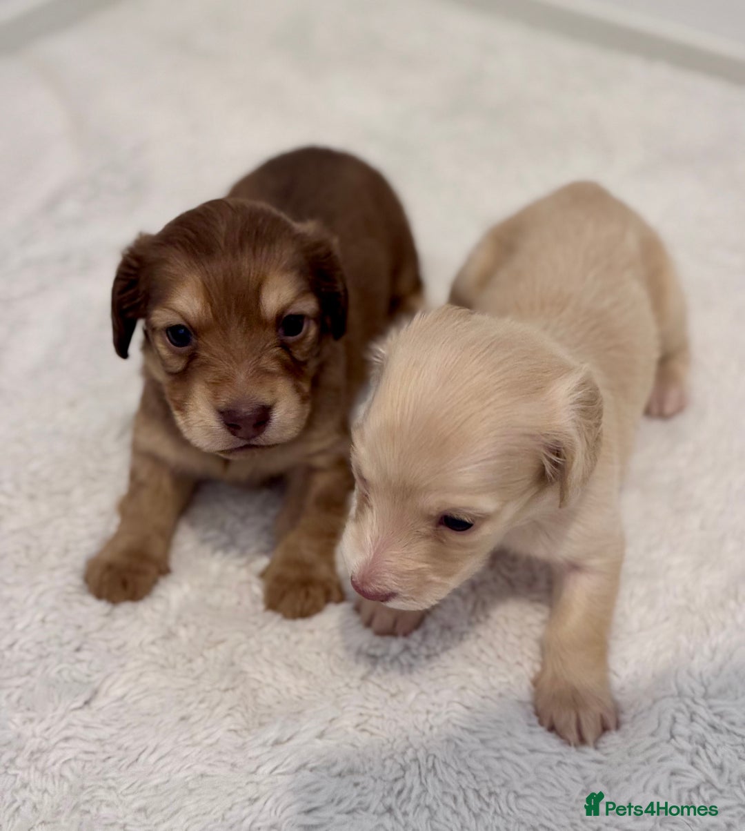 Miniature Dachshund dogs for sale: Cream Long-Haired Miniature Dachshund Puppies - Advert 3