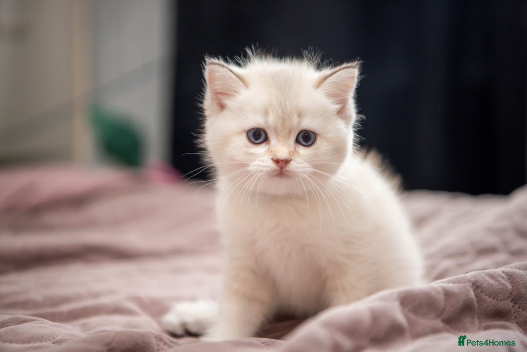 British Shorthair cats for sale: British shorthair kittens  - Image 12