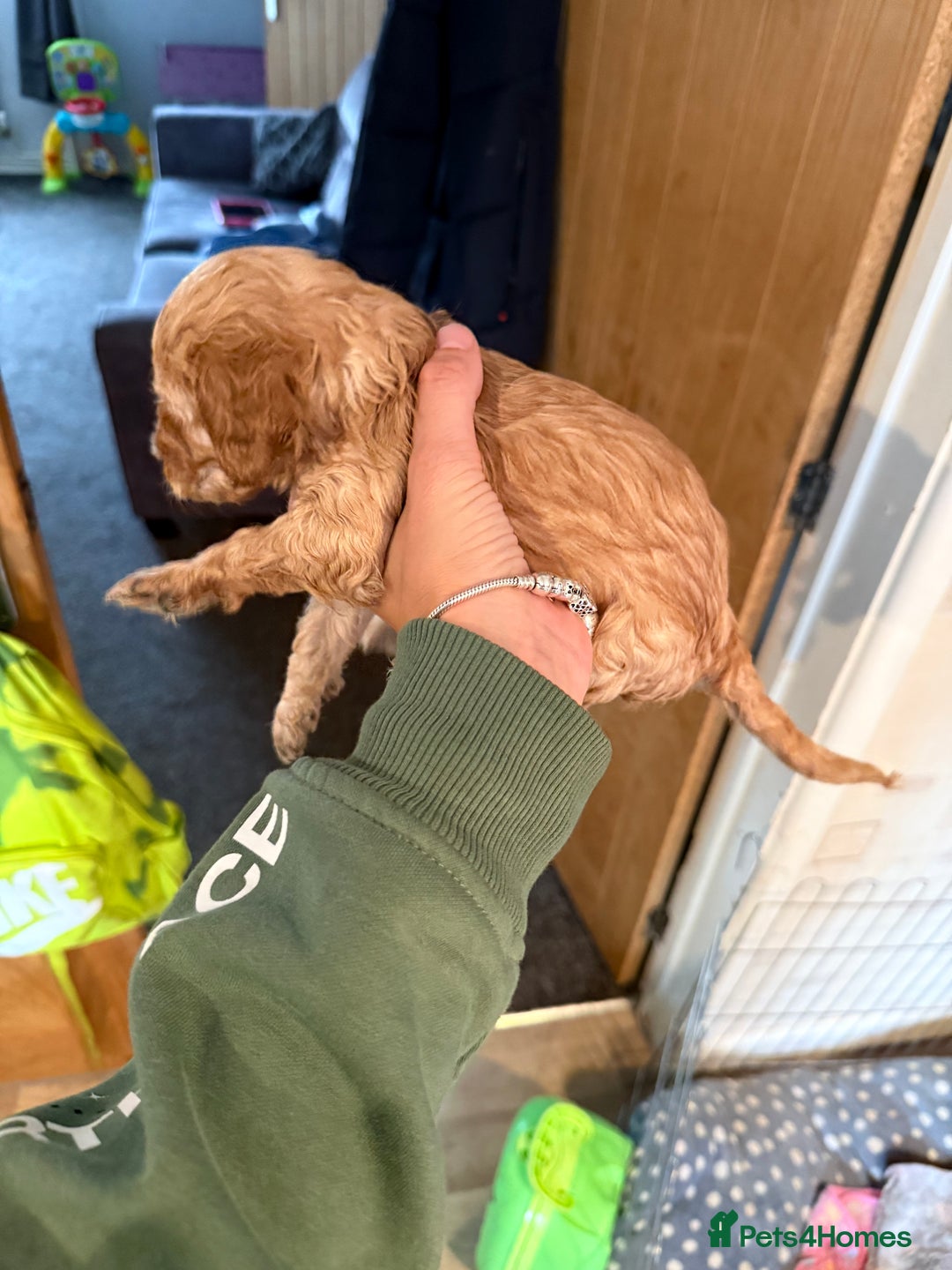 Cockapoo dogs for sale: F2 cockapoo  - Image 6