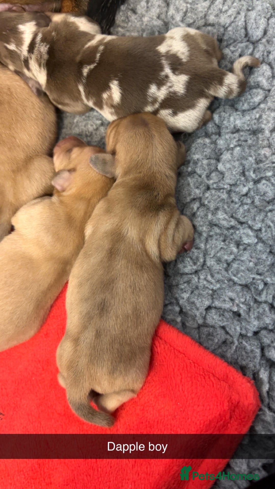 Miniature Dachshund dogs for sale: Miniature Dachshund Puppies - Image 6