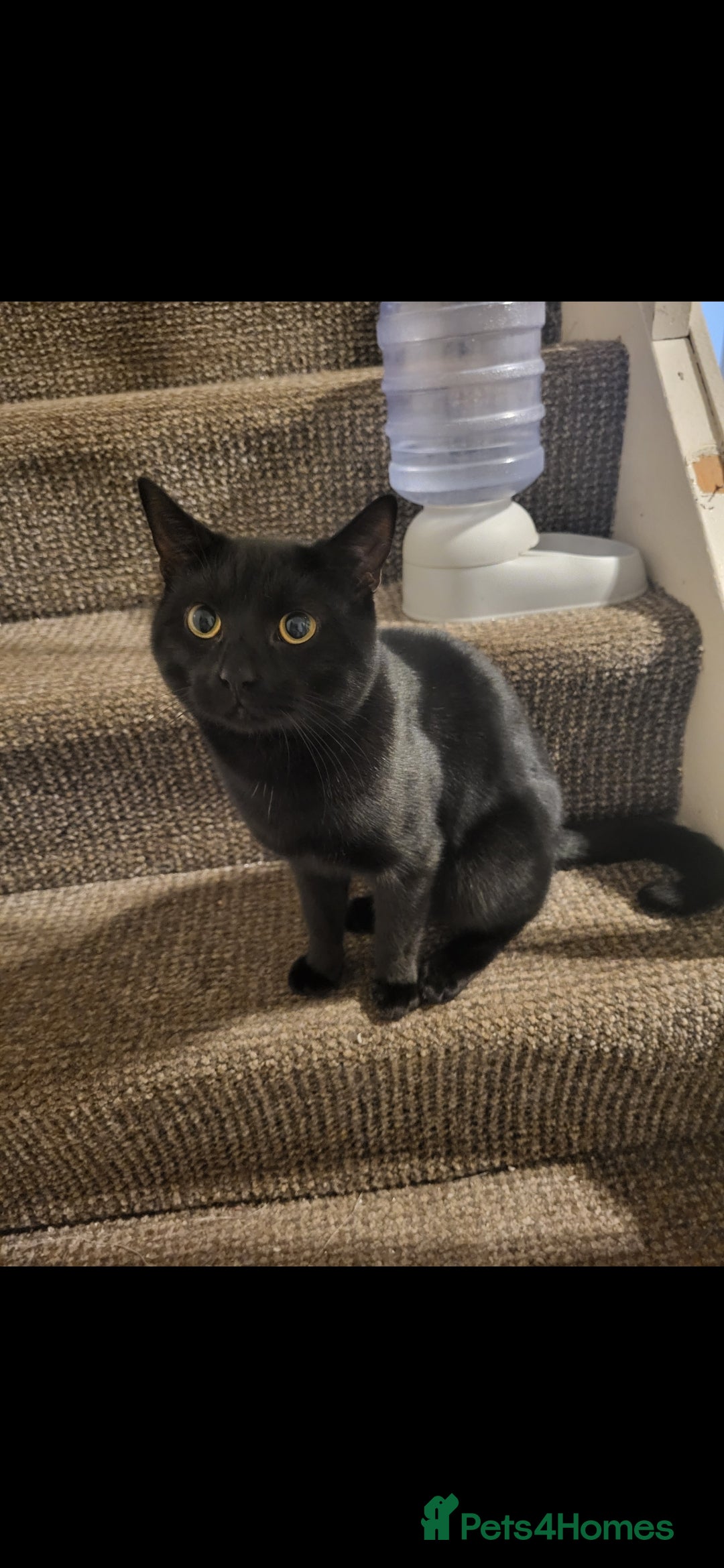 Mixed Breed cats Looking for a new home - Advert 1