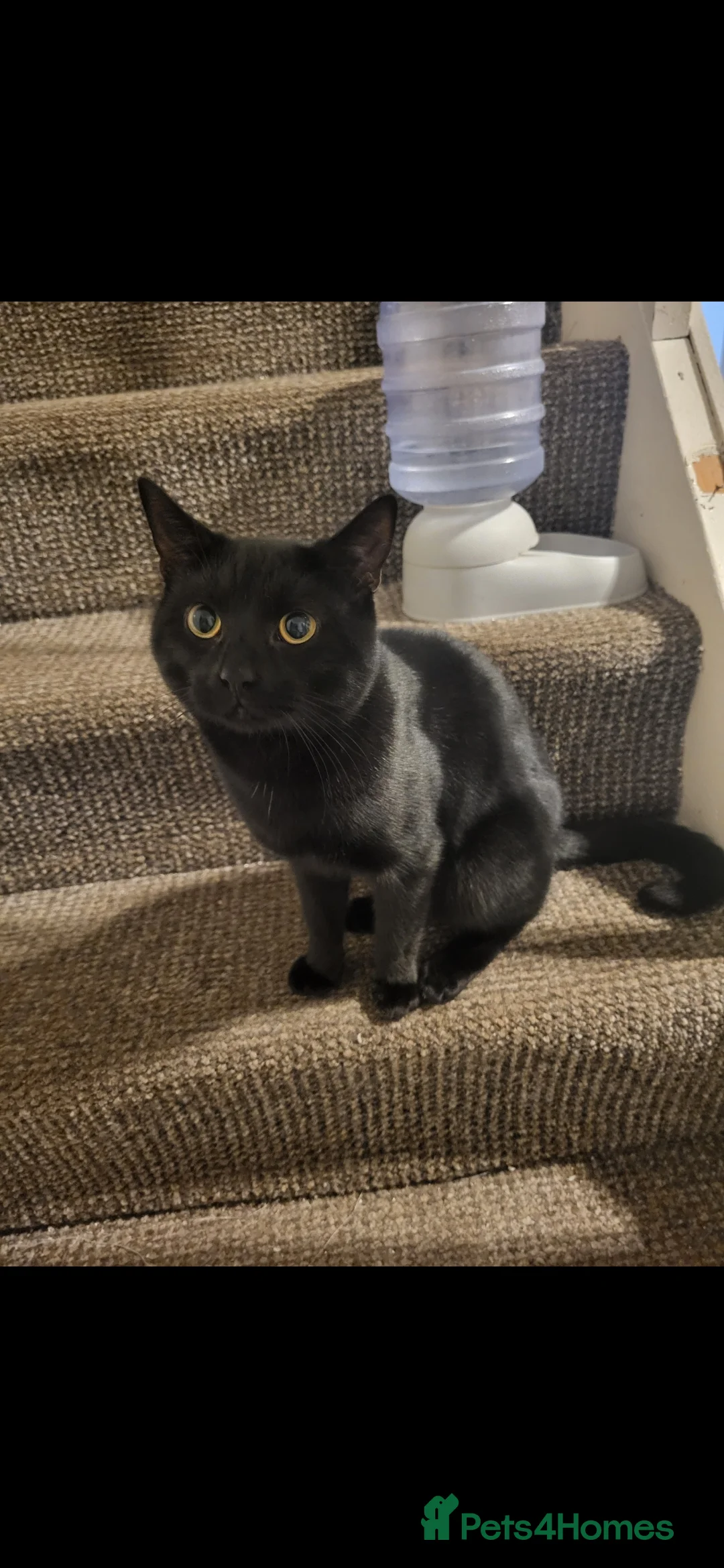 Mixed Breed cats for sale: Looking for a new home - Advert 1
