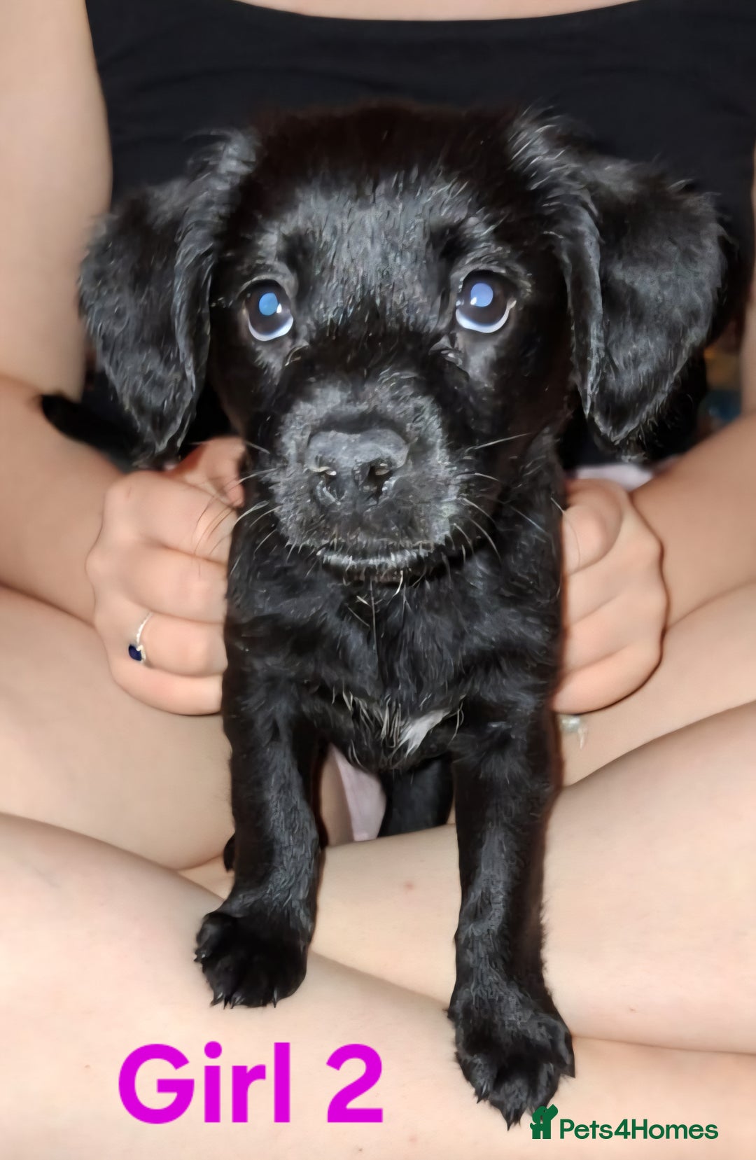 Mixed Breed dogs for sale: LAST 2 LITTLE GIRLS. COCKERANIANS.💥 - Advert 6