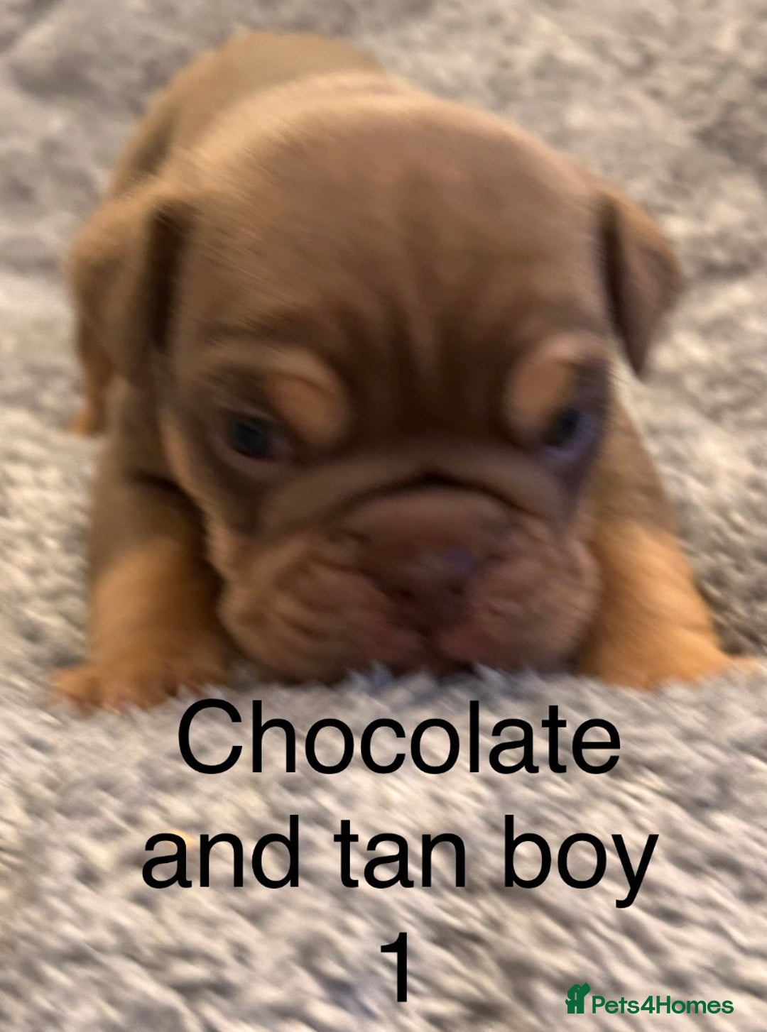 English Bulldog dogs for sale: QUALITY 5* ENGLISH BULLDOG PUPPIES - Advert 15