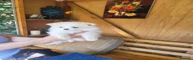 Pomeranian Puppy 2