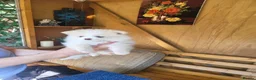 Pomeranian dogs for sale: Pomeranian Puppies in Hayes - Advert 13