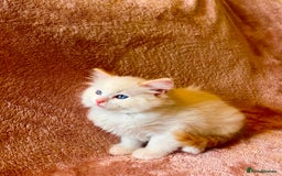 Ragdoll cats for sale: Quality kittens from DNA tested parents - Image 5