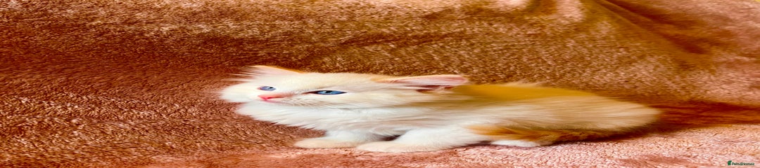 Ragdoll Kitten 1