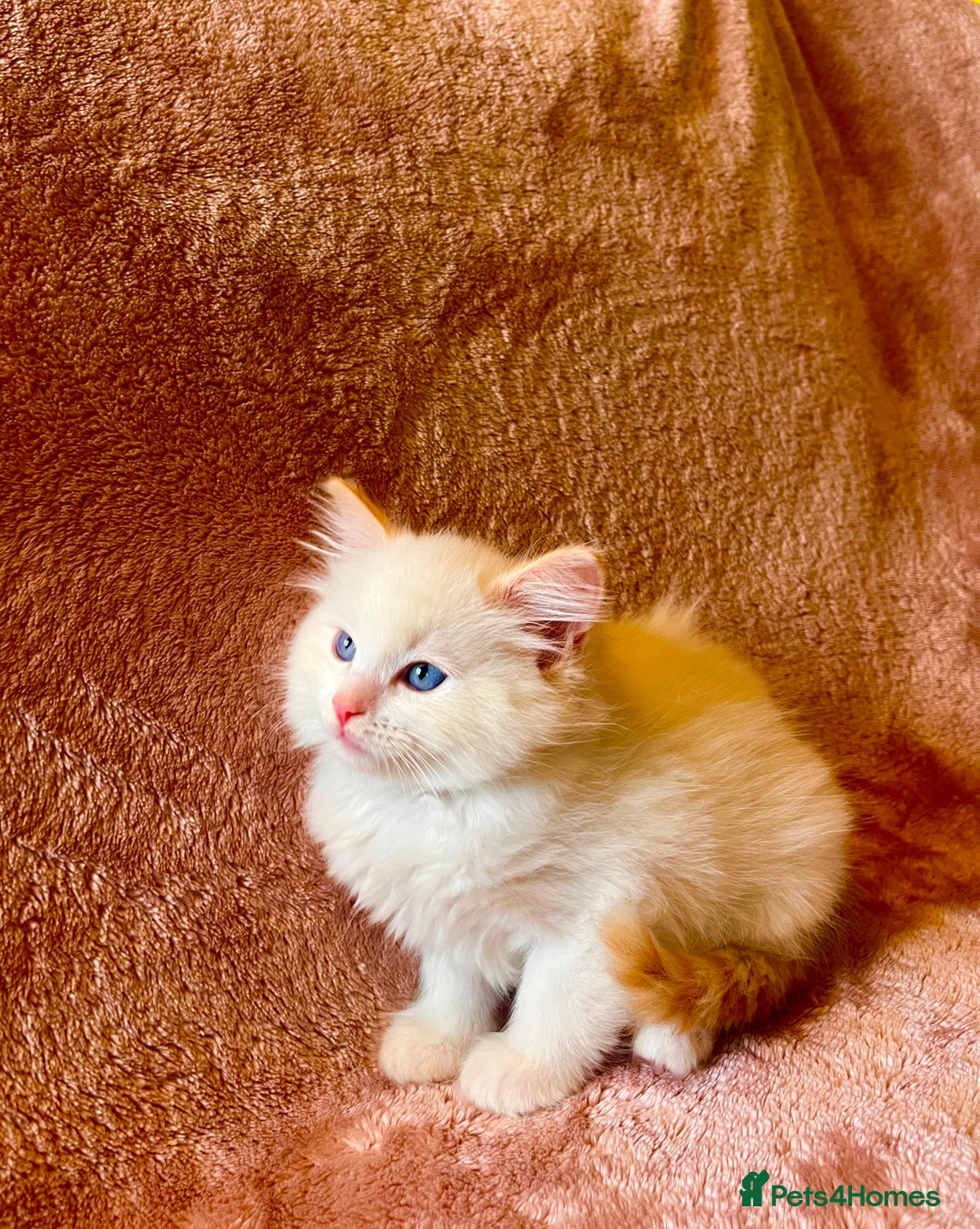 Ragdoll cats for sale: Quality kittens from DNA tested parents - Image 5