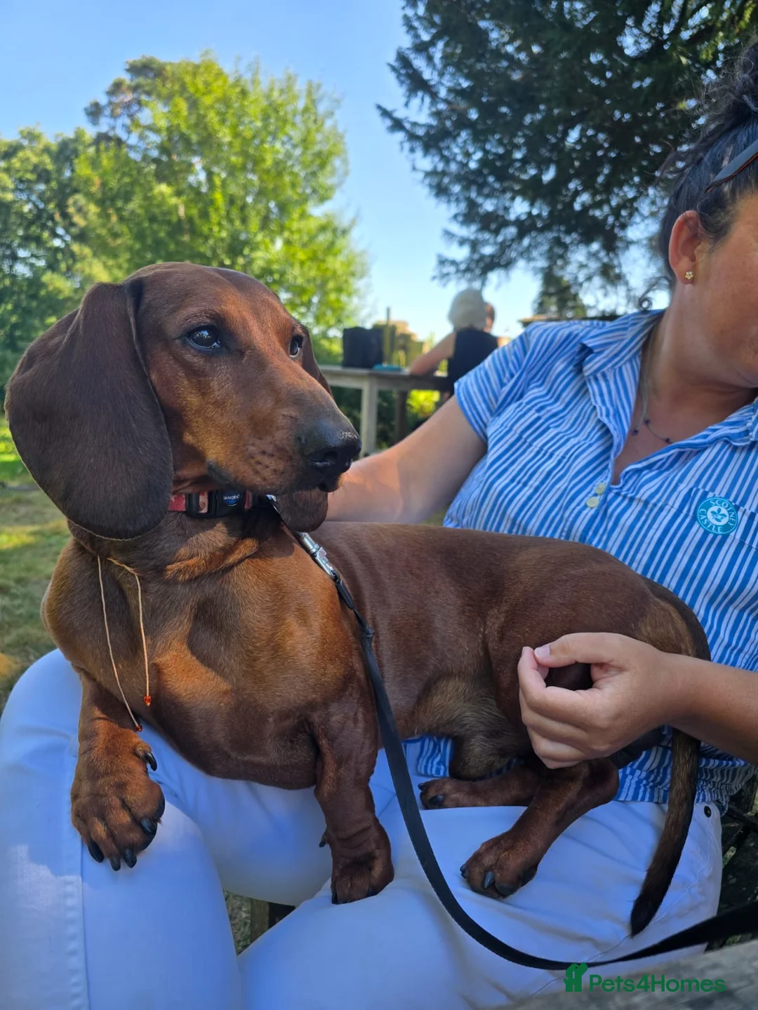 Dachshund dogs for stud: KC Standard smooth red hair dachshund  stud in Banbury - Advert 28