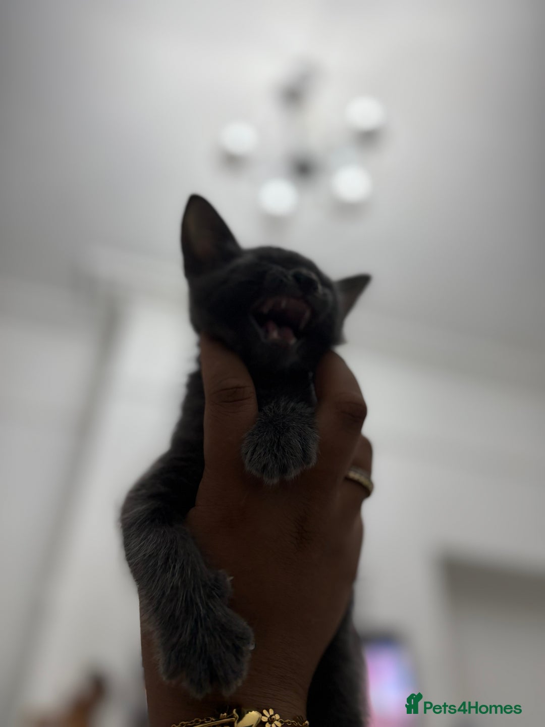 Russian Blue cats for sale: 2 Male Kittens for same  - Image 9