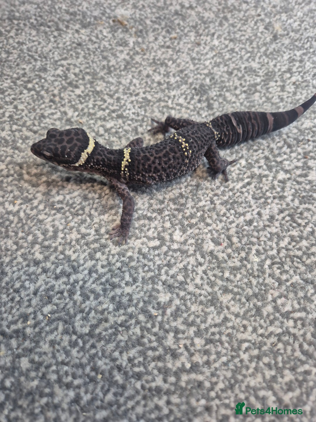 Gecko reptiles for sale: Chinese Cave Geckos - Advert 2