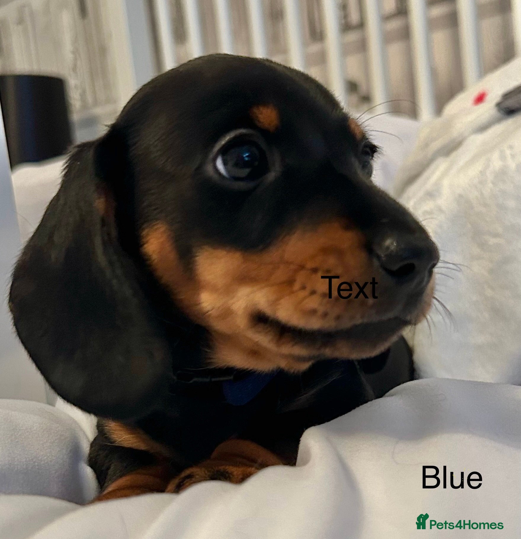 Miniature Dachshund dogs KC Registered Miniature Dachshunds  - Advert 6