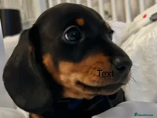 Miniature Dachshund dogs KC Registered Miniature Dachshunds - Advert 6