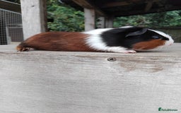 Guinea Pig rodents for sale: Tort and White Baby Boars. - Image 5