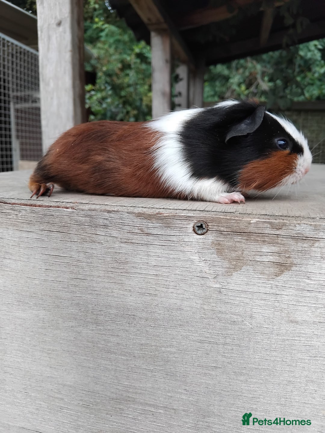 Guinea Pig rodents for sale: Tort and White Baby Boars. - Image 5
