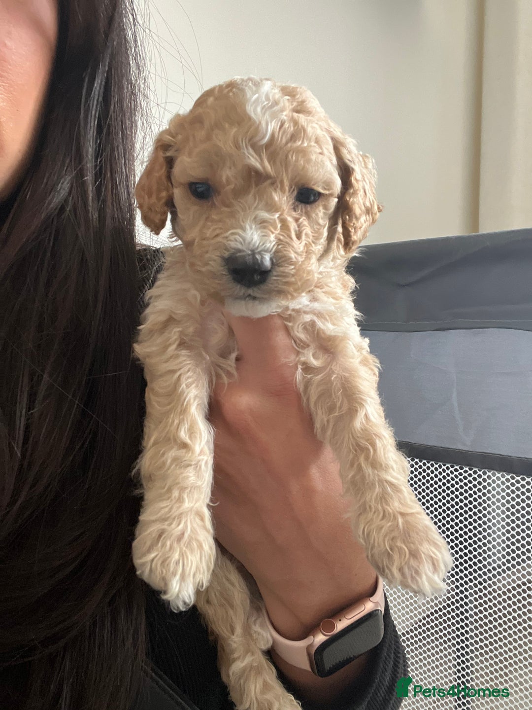 Mixed Breed dogs for sale: Cockapoochon Puppies.  - Image 19