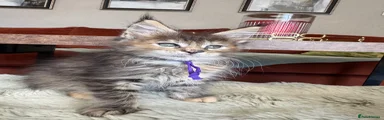 Maine Coon 3
