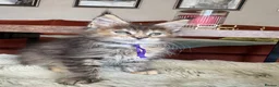 Maine Coon cats for sale: Superb quality Maine coon girls  - Advert 6