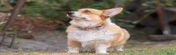 Welsh Corgi Pembroke dogs for sale: Beautiful Welsh Pembroke corgi female  - Advert 6