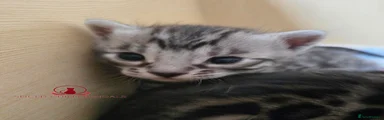 Bengal Kitten 5