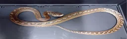 Python Snake reptiles for sale: Malayopython Motley Male  - Advert 3