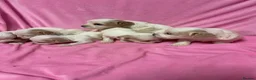 Cavachon dogs for sale: Adorable Cavachon Puppies Ready Soon  - Advert 4