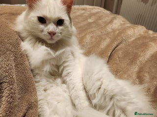 Maine Coon cats Maine Coon Mix – Great With Kids (outdoor cat) - Advert 1