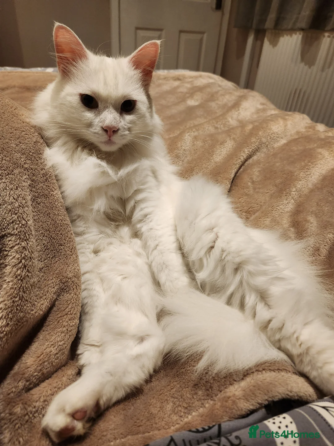 Mixed Breed cats for sale: Good looking Maine Coon Mix (outdoor cat) - Advert 2