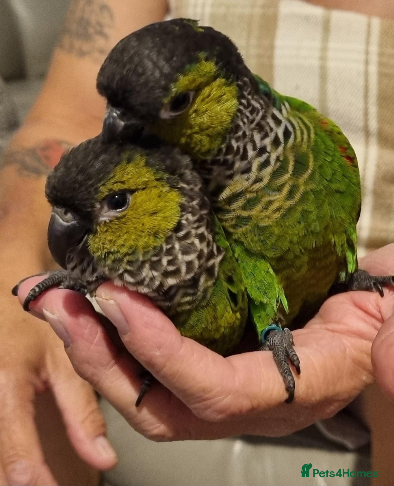Conures birds Black Capped conures. Male & Female.  - Advert 1