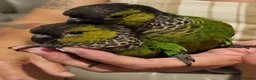 Conures birds for sale: Black Capped conures. Male & Female.  - Advert 1