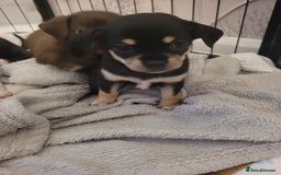 Chihuahua dogs for sale: Chihuahua puppies for sale - Image 6