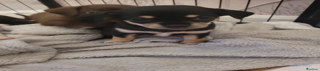 Chihuahua Puppy 6