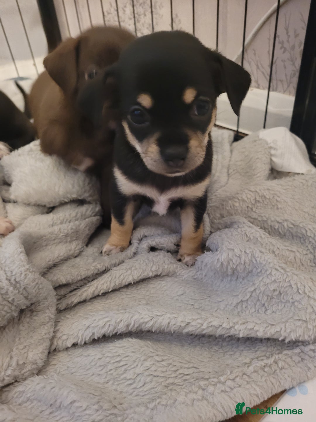 Chihuahua dogs for sale: Chihuahua puppies for sale - Image 6