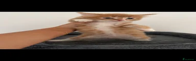Ragdoll 1