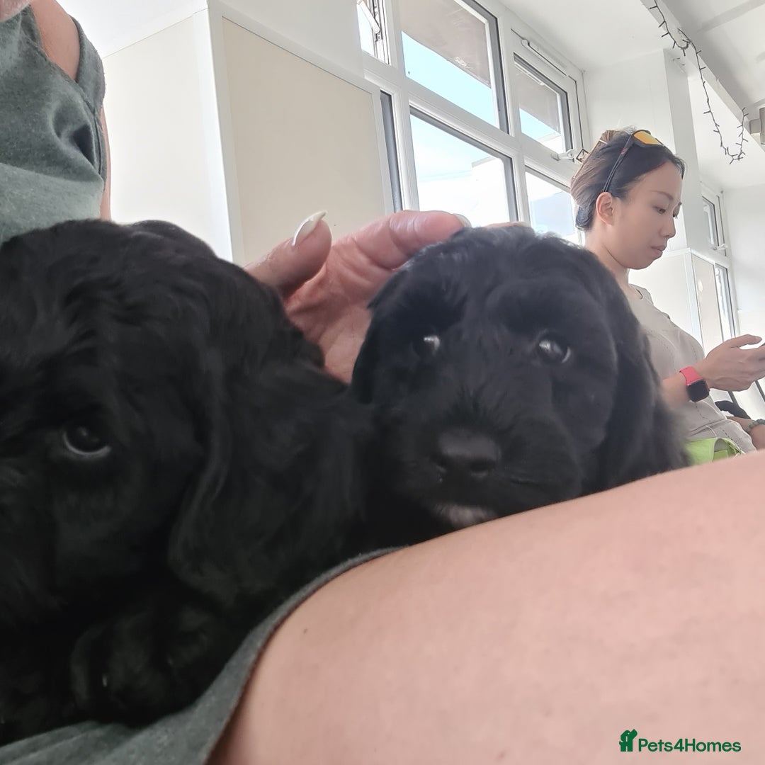 Cockapoo dogs for sale: F1 cockerpoos  - Image 9