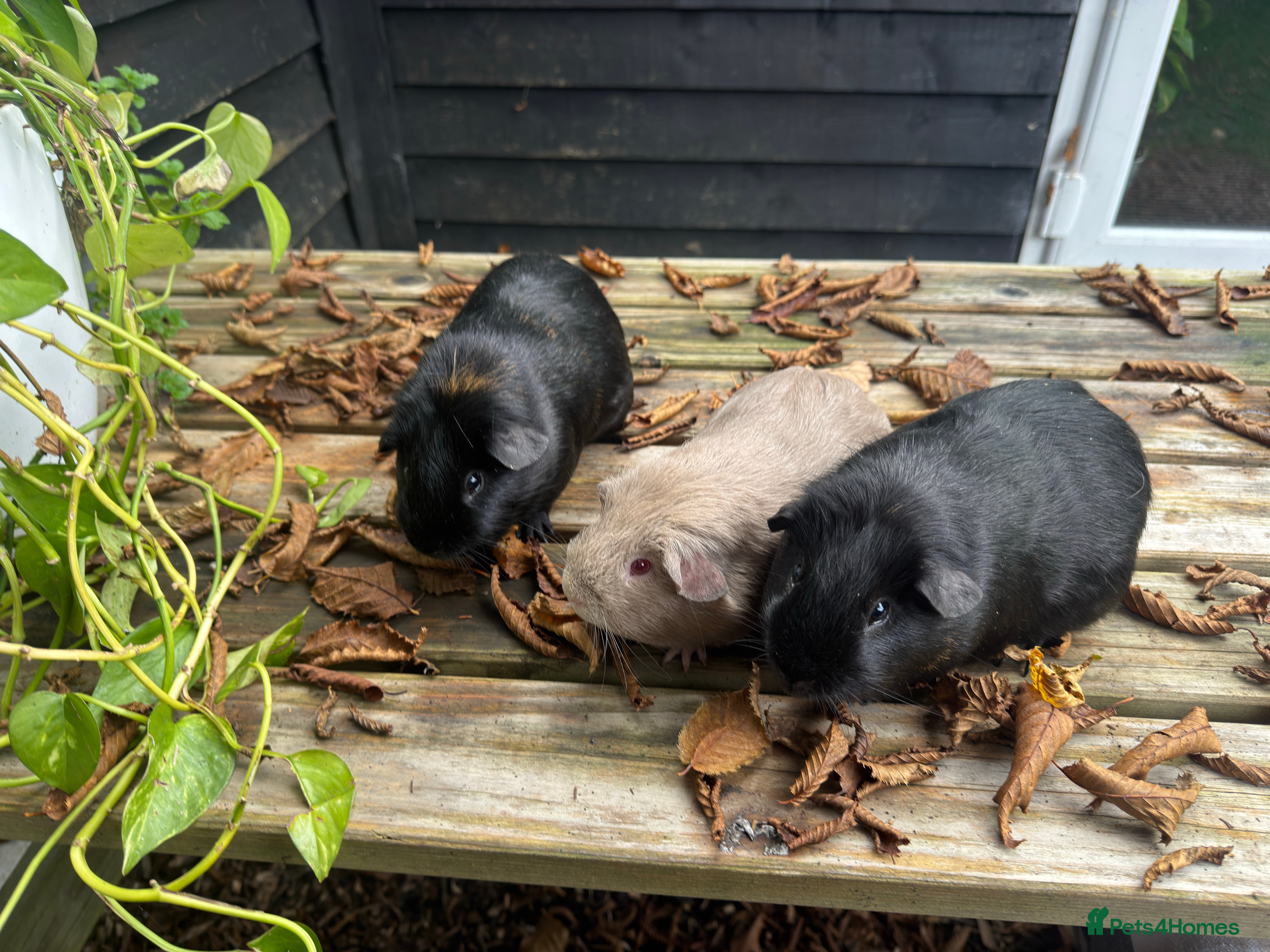 Guinea Pig rodents Trio of male super friendly guinea pigs - Advert 1