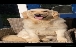 Golden Retriever dogs for sale: Health tested parents - Image 7