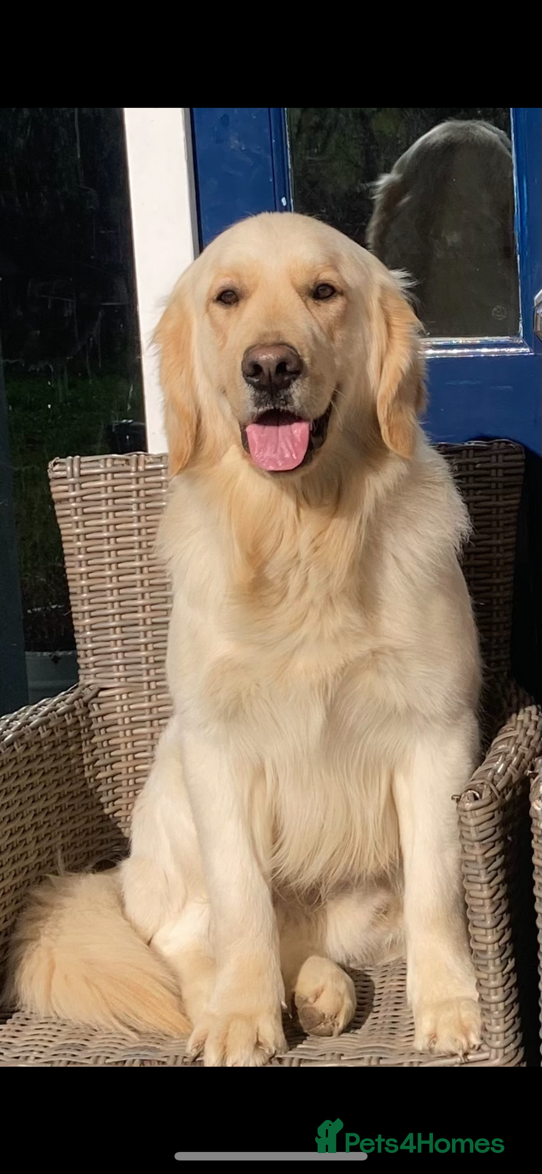 Golden Retriever dogs for sale: Health tested parents - Image 7