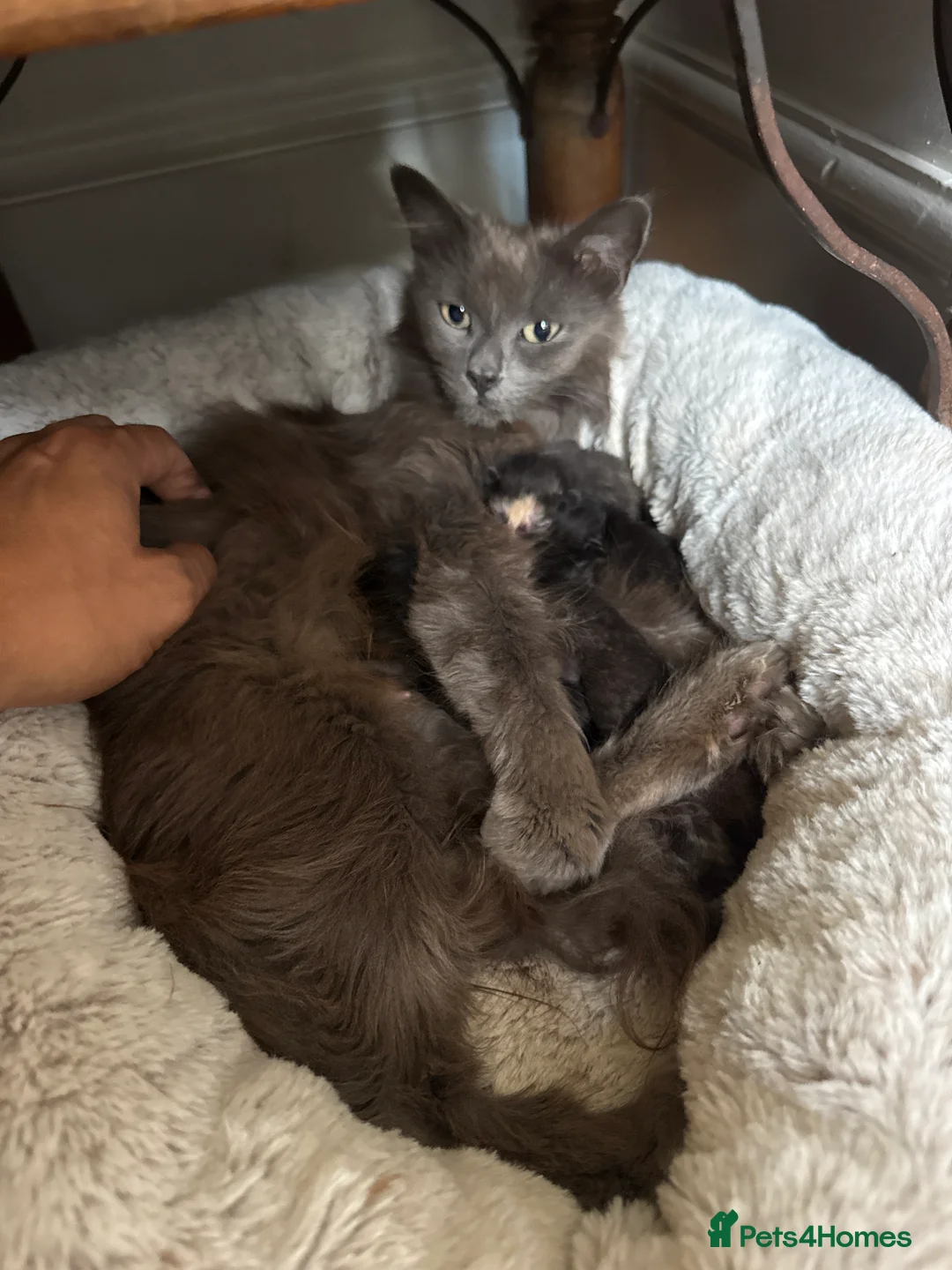 Mixed Breed cats for sale: Beautiful grey kittens for sale  in Enfield - Advert 2