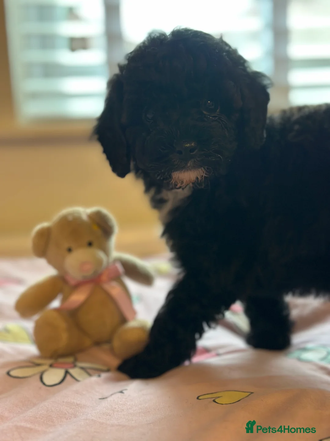 Poochon dogs for sale: Poochon pups 🩷🩵 - Advert 9