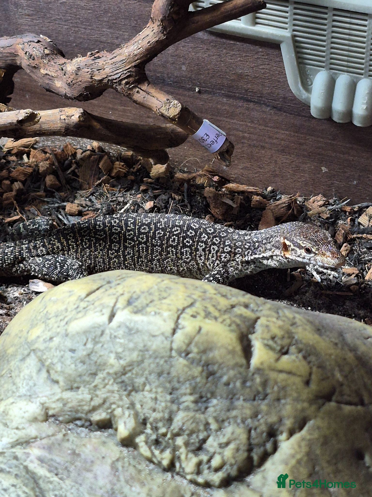 Gecko reptiles Crested & leopard gecko babies - Advert 2