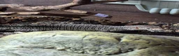 Gecko reptiles for sale: Crested & leopard gecko babies - Advert 22