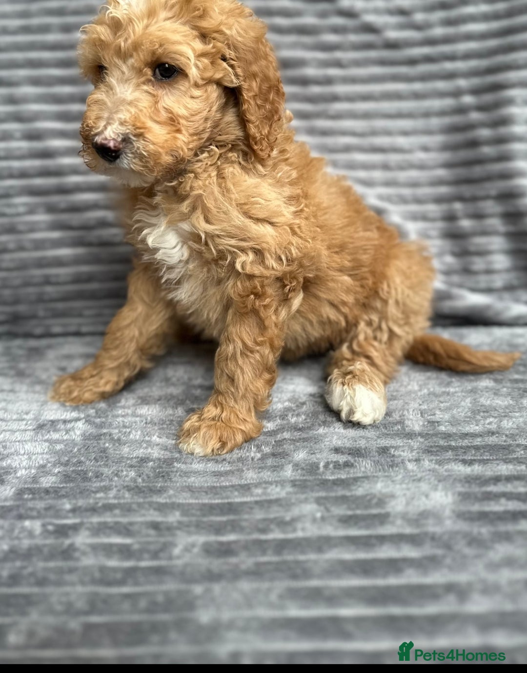 Goldendoodle dogs for sale: STUNNING GOLDEN DOODLES READY NOW - Image 19