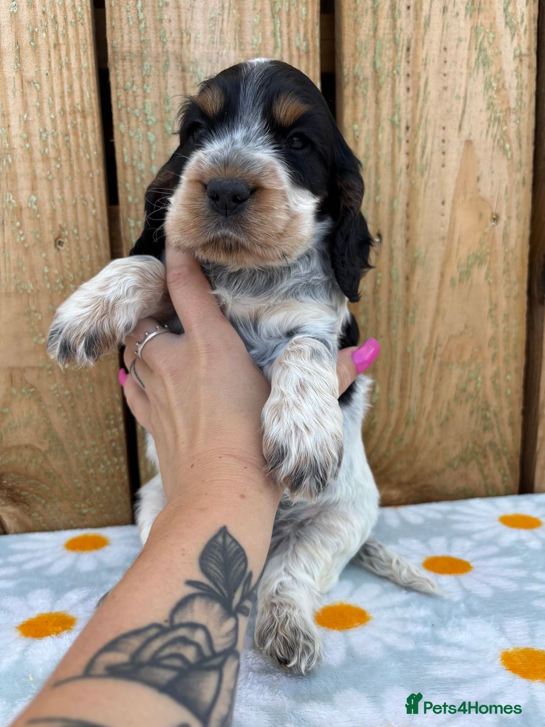 Cocker Spaniel dogs for sale: Ready 30th august import lines  - Image 26