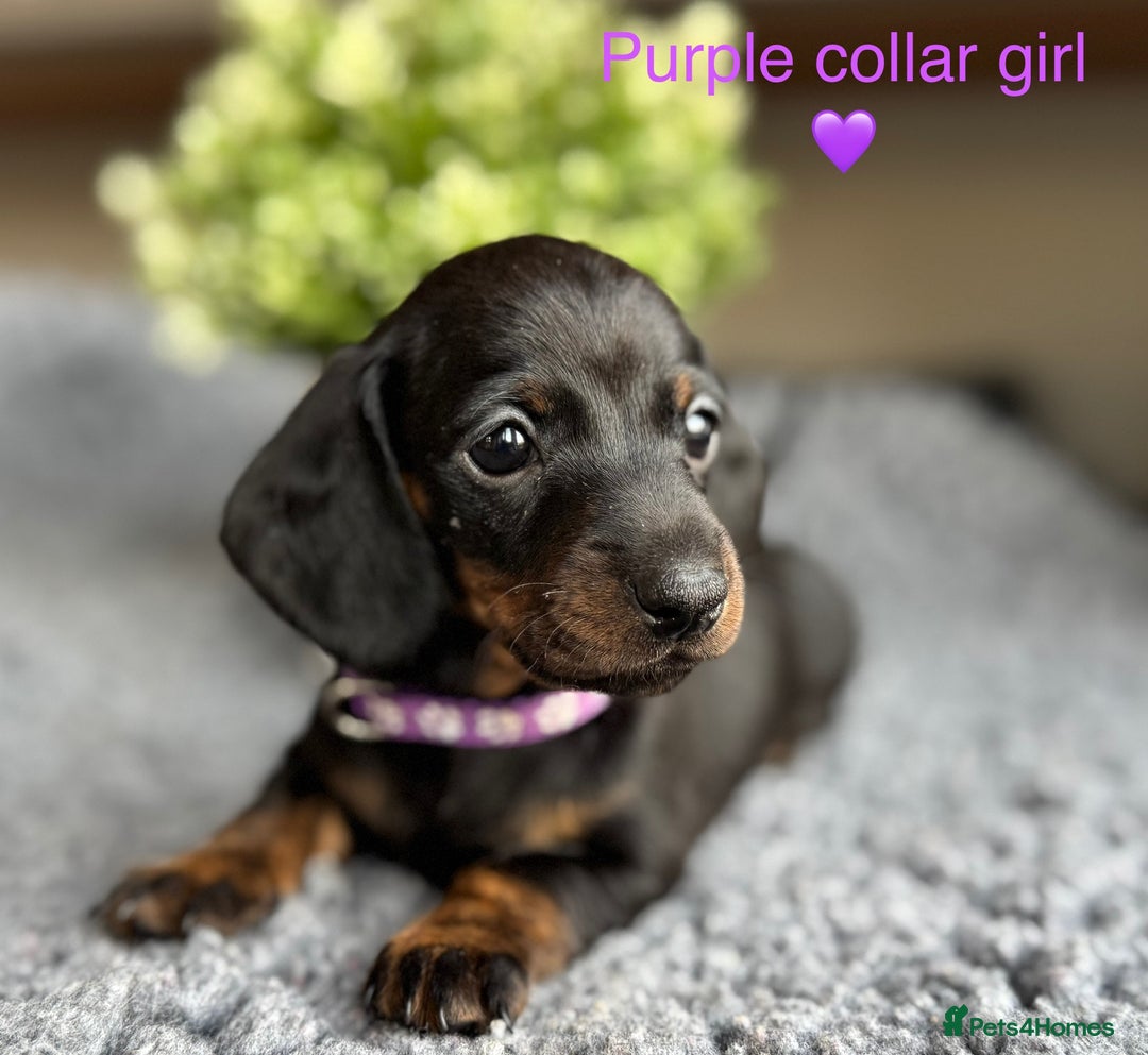 Miniature Dachshund dogs for sale: Miniature Dachshund puppies - Image 6