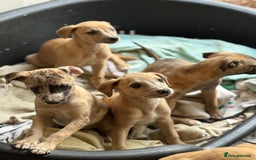 Whippet dogs for sale: 99% whippets (Merle) - Image 10