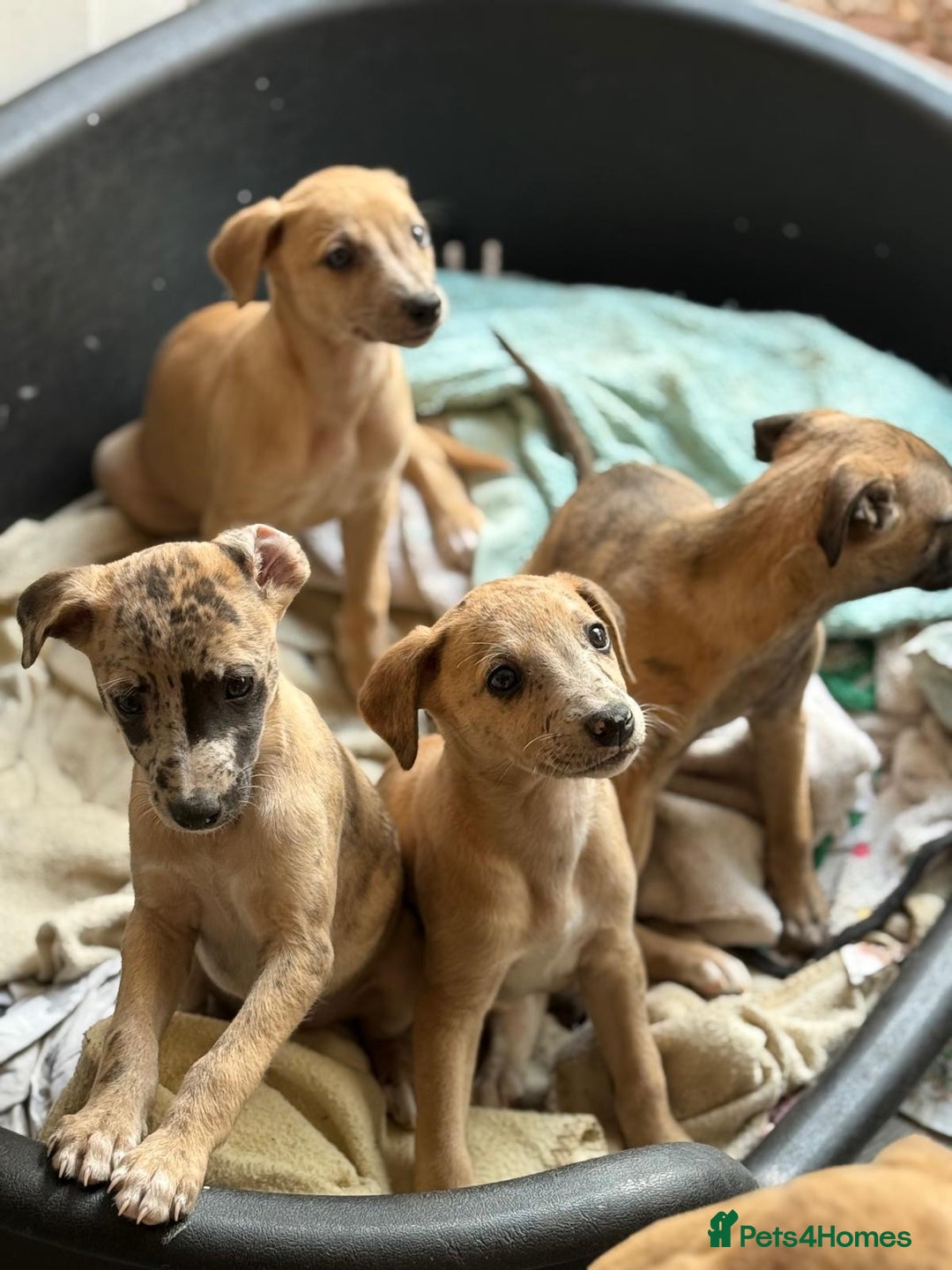 Whippet dogs for sale: 99% whippets (Merle) - Image 10